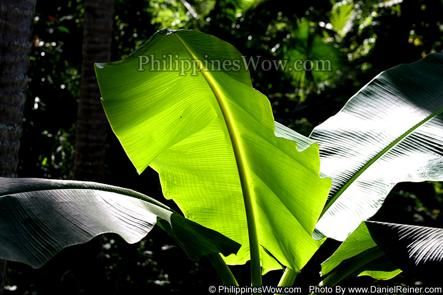 Philippine Banana Tree