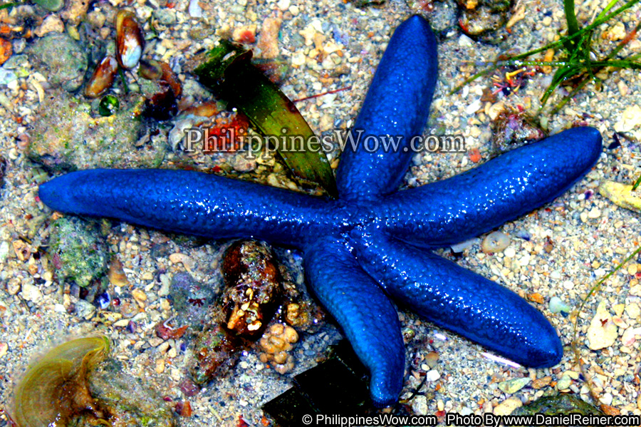 Philippine Blue Starfish