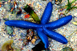 Blue starfish