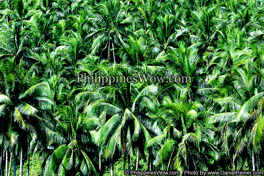 Philippine Coconut Plantation