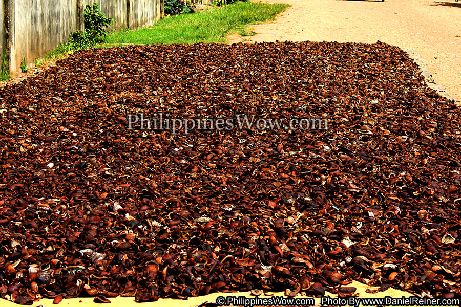 Philippine Copra