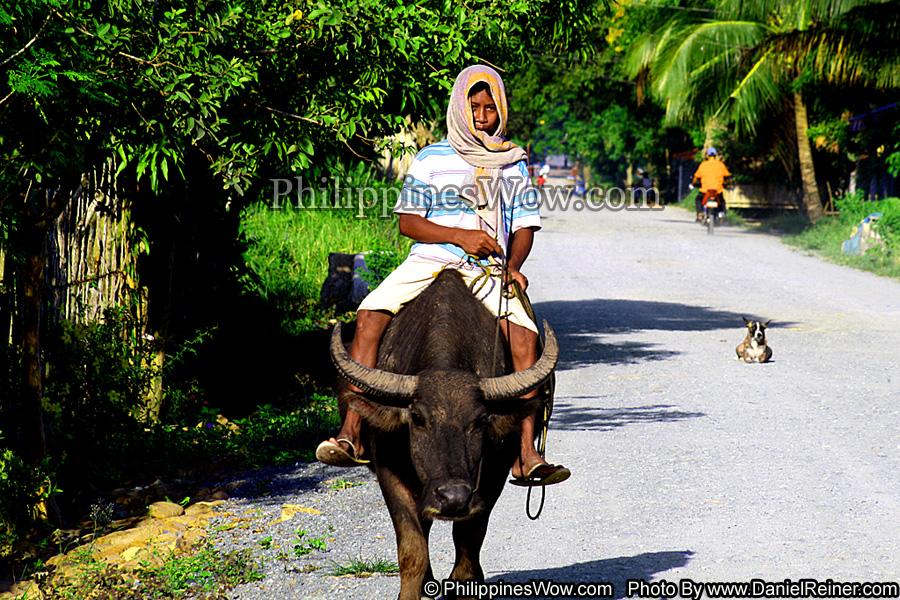 Philippine Carabao