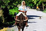Carabao in the Philippines