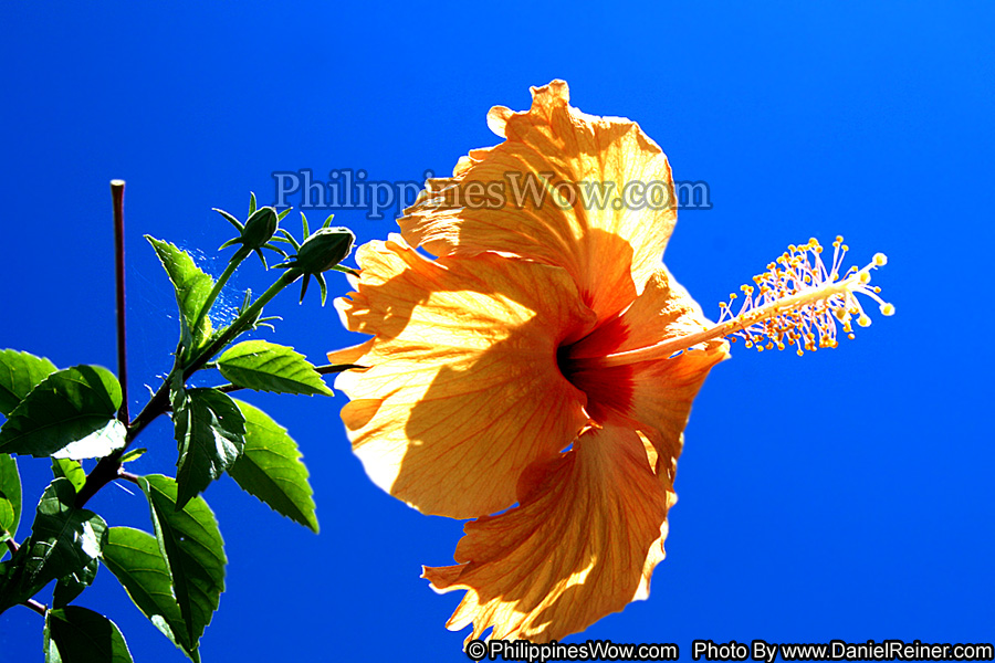 Philippine Gumamela Flower