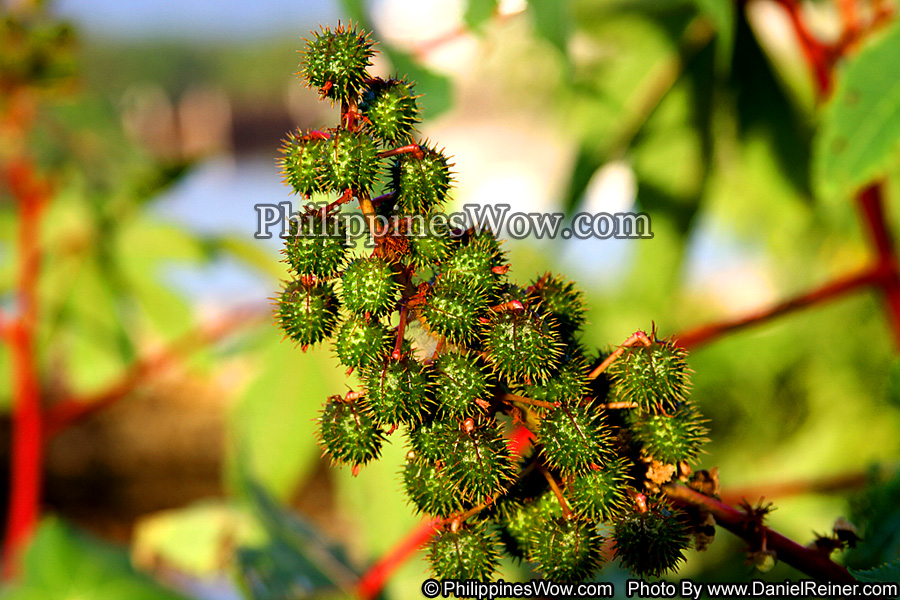 Lychee Tree Fruit