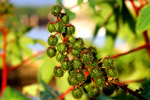 Lychee Tree