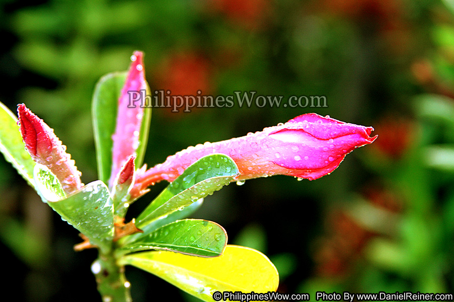 Morning Dew Flower