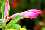 morning dew flower
