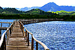 Pawa Mangrove Park Bridge