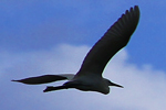 Philippine Albatross