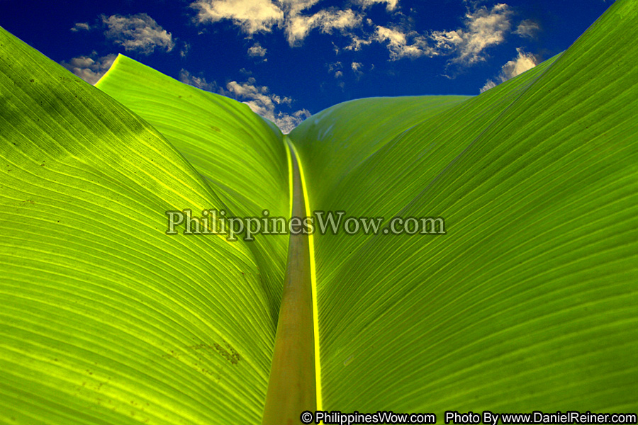 philippine banana leaf