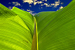 Philippine banana leaf