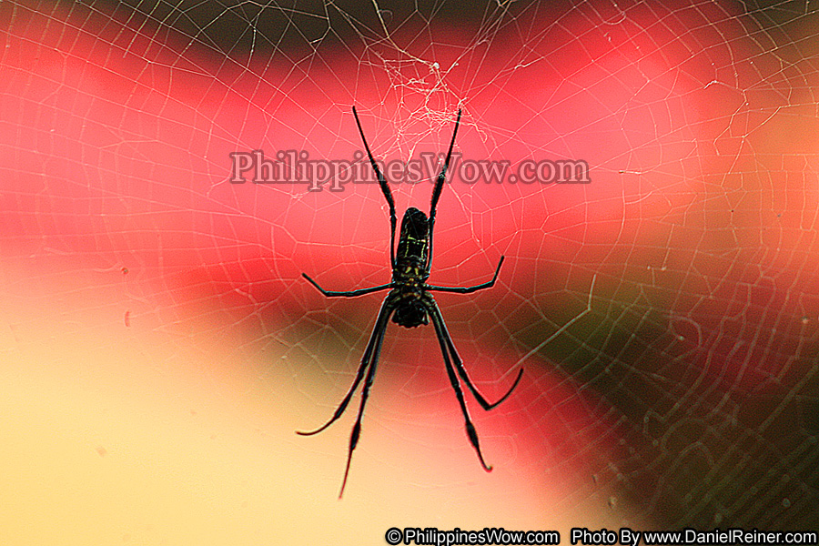 Philippine Banana Spider