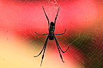 Philippine Banana Spider