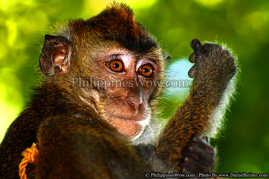 Philippine Chimpanzee