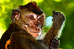 image of Philippine chimpanzee