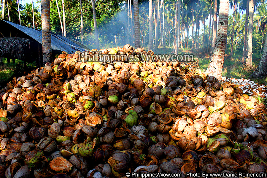 Coconut Husks