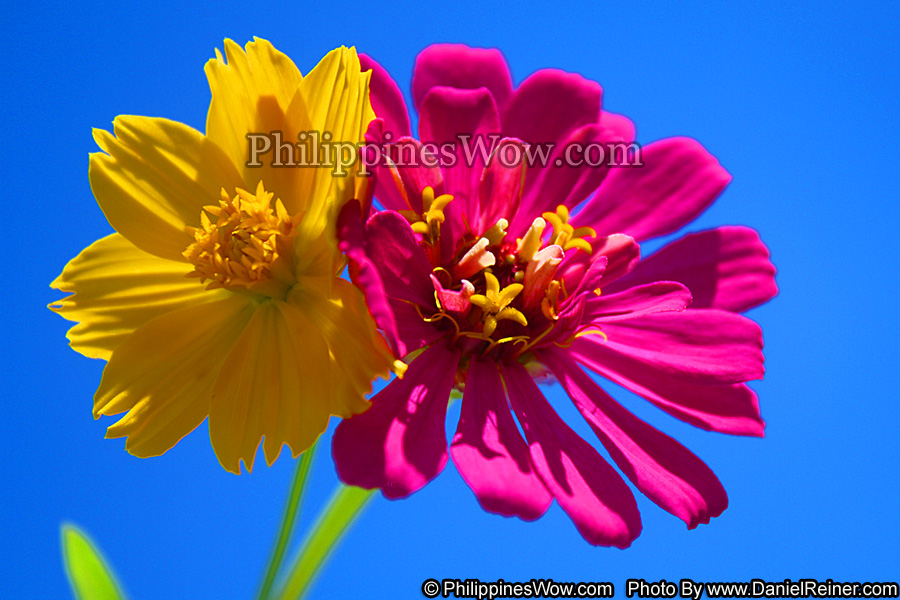 Philippine Cosmos Flowers