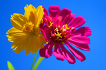 Philippine Cosmos Flowers