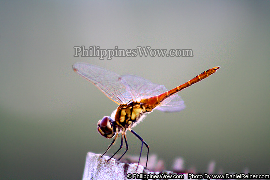 Philippine Dragonfly