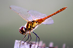 Philippine Dragon Fly