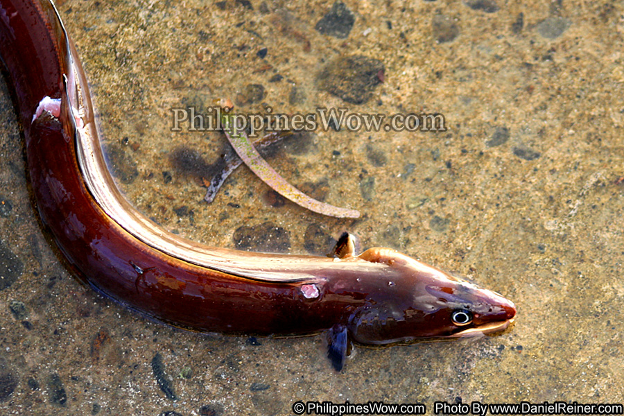 Philippine Eel