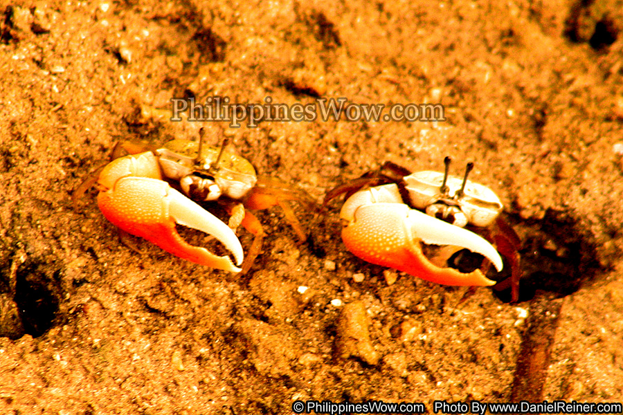 Philippine Fiddler Crab
