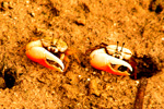 Philippine Fiddler Crab