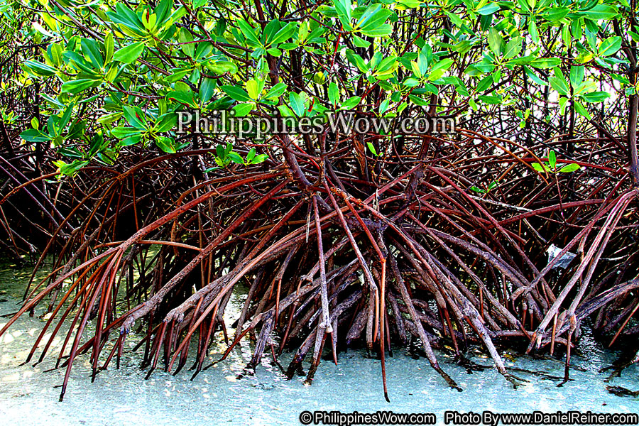 Philippine Mangrove Tree