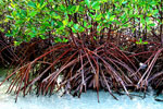 Philippine Mangrove Tree