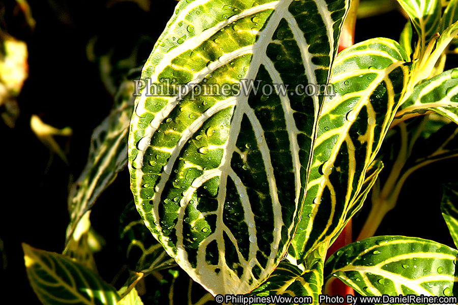 Philippine Maranta Plant