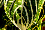 Philippine Maranta Plant