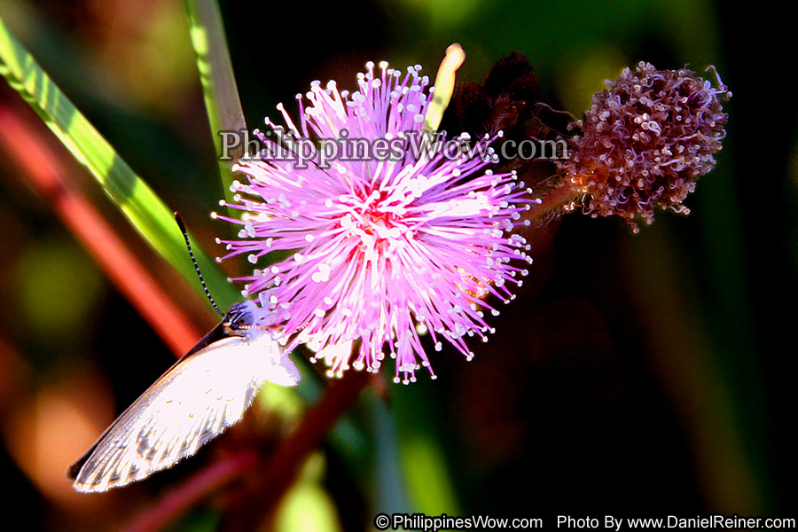 Philippine Moth on Mimosa Flower