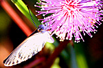 Philippine Moth