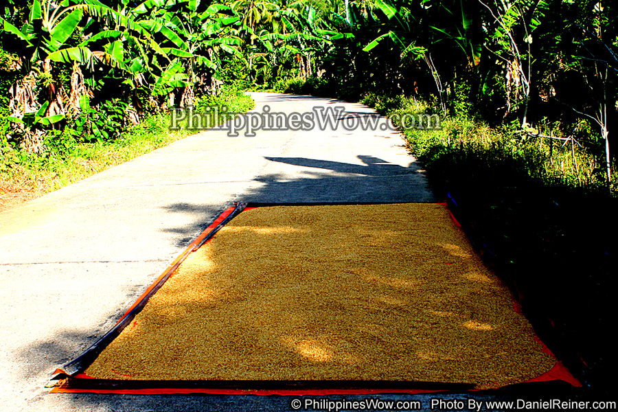 Palay Rice Drying on the Road