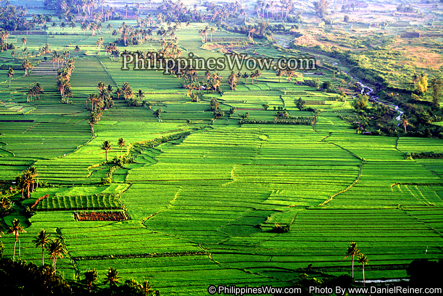 Philippine Rice Fields