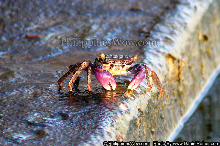 Philippine Rock Crab