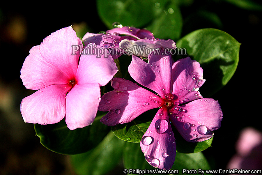 Philippine Violet Flower