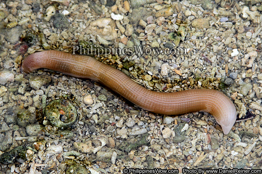 Philippine Sea Earthworm