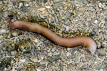 Philippine Sea Earthworm