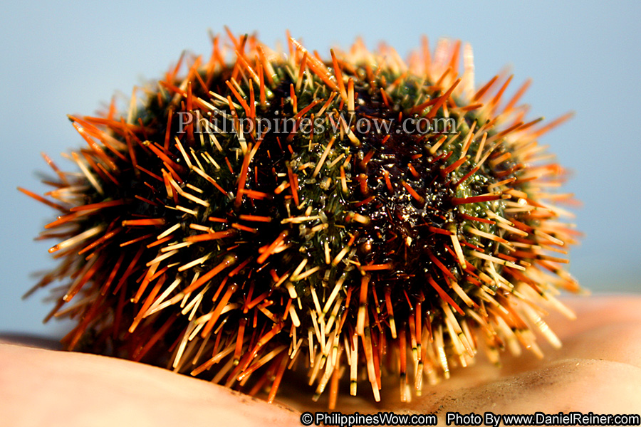 Philippine Sea Urchin
