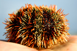 Philippine Sea Urchin