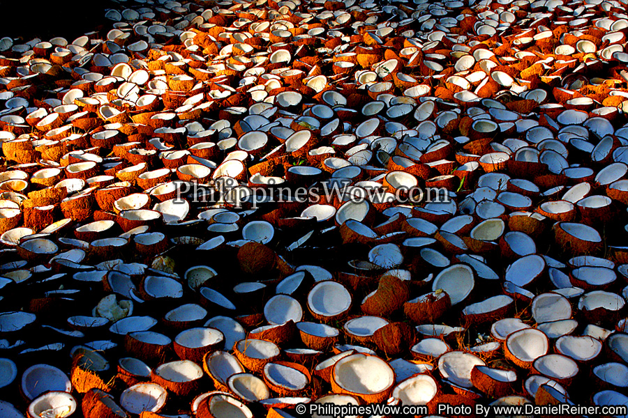 Split Coconuts