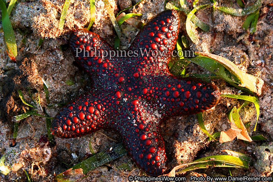 Philippine Red Starfish