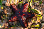 Philippine Starfish