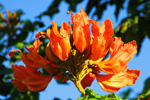 Philippine Tulip Tree